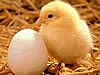 Picture, chicken and Egg